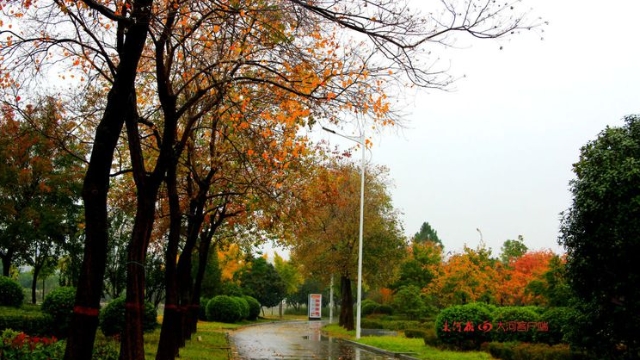 詩情畫意！秋冬之交一場(chǎng)雨 別樣周口落葉美