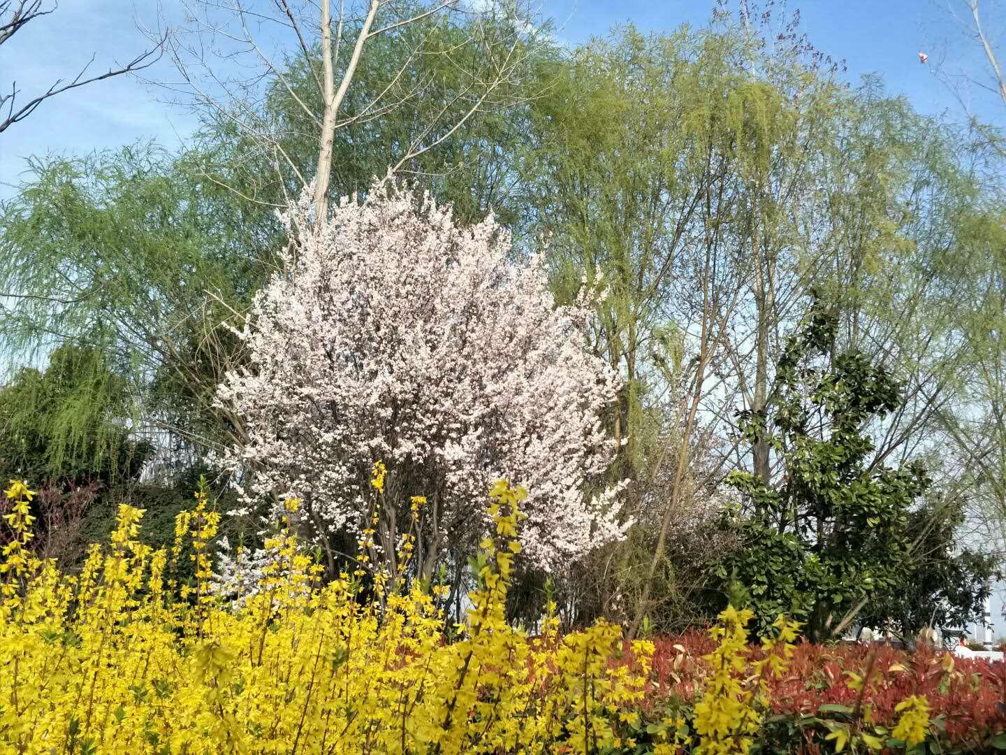 春天里，我們一起來(lái)看花